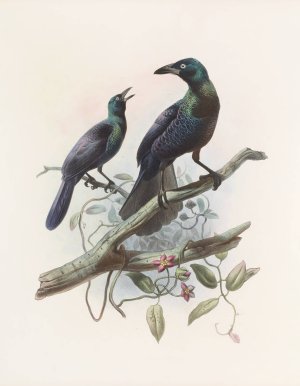 Manucodia chalybeus Oil painting by Daniel Giraud Elliot