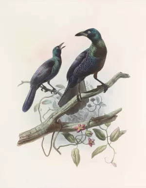 Manucodia chalybeus by Daniel Giraud Elliot Oil Painting
