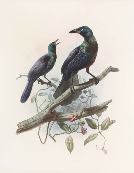 Manucodia chalybeus  by Daniel Giraud Elliot - Hand-Painted Oil Painting Reproduction