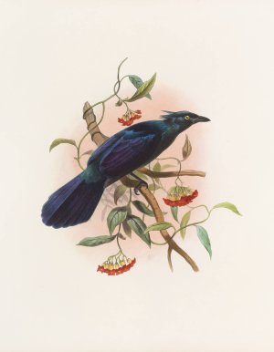 Manucodia Keraudreni by Daniel Giraud Elliot Oil Painting