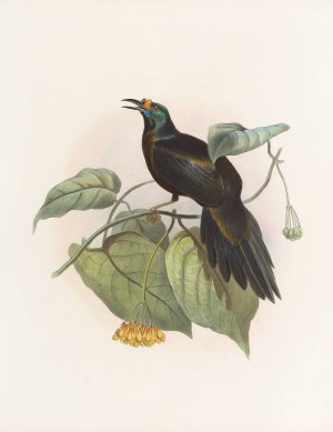 Paradigalla carunculata by Daniel Giraud Elliot Oil Painting