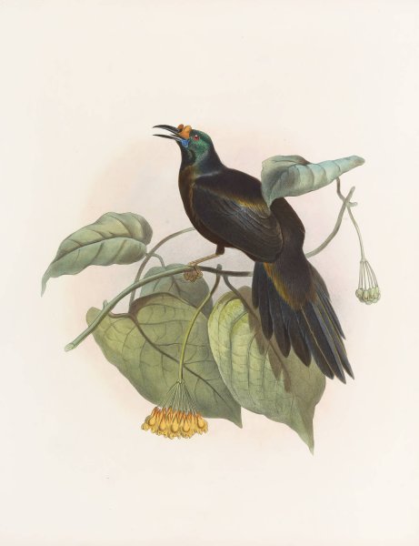 Paradigalla carunculata  by Daniel Giraud Elliot - Hand-Painted Oil Painting Reproduction