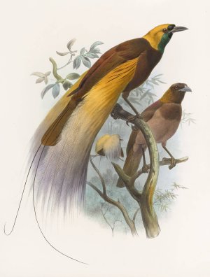 Paradisea apoda Oil painting by Daniel Giraud Elliot