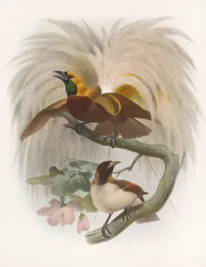 Paradisea minor Oil painting by Daniel Giraud Elliot