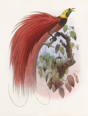 Paradisea raggiana by Daniel Giraud Elliot Oil Painting
