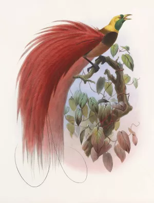 Paradisea raggiana Oil painting by Daniel Giraud Elliot