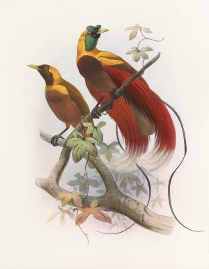 Paradisea sanguinea by Daniel Giraud Elliot Oil Painting