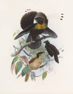 Parotia sexpennis by Daniel Giraud Elliot Oil Painting