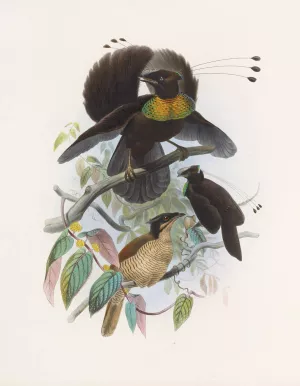 Parotia sexpennis by Daniel Giraud Elliot Oil Painting