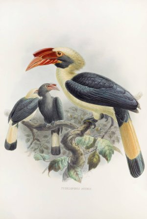 Penelopides affinis by Daniel Giraud Elliot Oil Painting