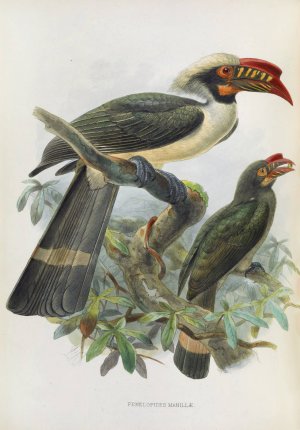 Penelopides manillae by Daniel Giraud Elliot Oil Painting