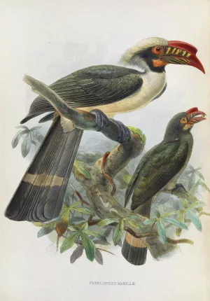Penelopides manillae by Daniel Giraud Elliot Oil Painting