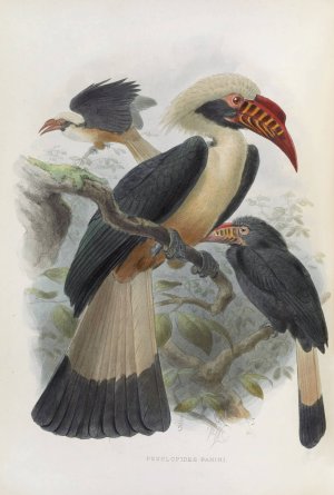 Penelopides panini by Daniel Giraud Elliot Oil Painting