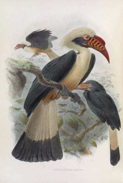 Penelopides panini  by Daniel Giraud Elliot - Hand-Painted Oil Painting Reproduction