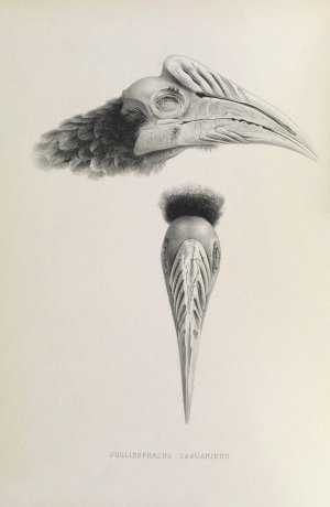 Pholidophalus casuarinus by Daniel Giraud Elliot Oil Painting