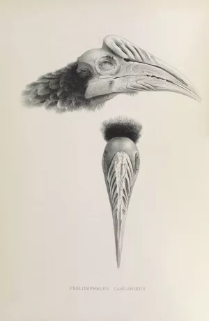 Pholidophalus casuarinus by Daniel Giraud Elliot Oil Painting