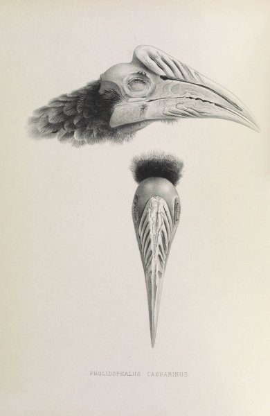 Pholidophalus casuarinus  by Daniel Giraud Elliot - Hand-Painted Oil Painting Reproduction
