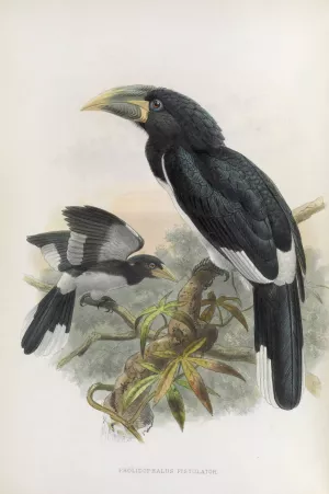 Pholidophalus fistulator by Daniel Giraud Elliot Oil Painting