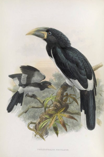 Pholidophalus fistulator  by Daniel Giraud Elliot - Hand-Painted Oil Painting Reproduction