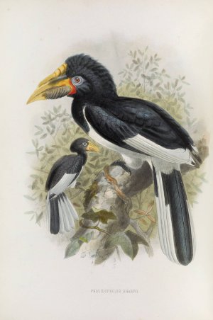 Pholidophalus sharpii by Daniel Giraud Elliot Oil Painting