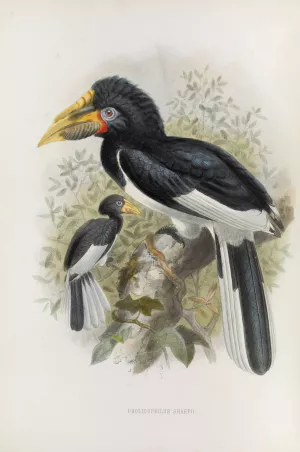 Pholidophalus sharpii by Daniel Giraud Elliot Oil Painting