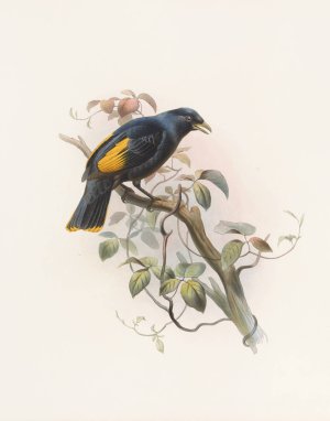 Ptilonorhynchus Rawnsleyi by Daniel Giraud Elliot Oil Painting