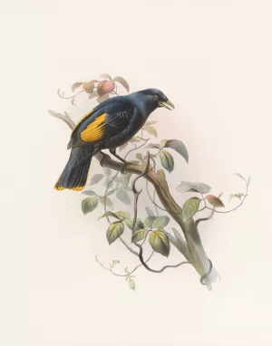 Ptilonorhynchus Rawnsleyi by Daniel Giraud Elliot Oil Painting