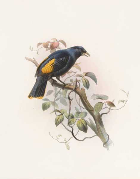 Ptilonorhynchus Rawnsleyi  by Daniel Giraud Elliot - Hand-Painted Oil Painting Reproduction