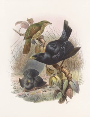 Ptilorhynchus violaceus by Daniel Giraud Elliot Oil Painting