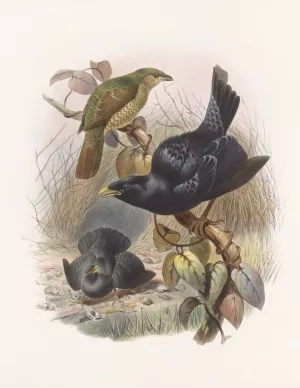 Ptilorhynchus violaceus by Daniel Giraud Elliot Oil Painting