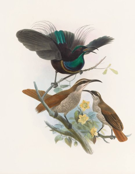 Main Product Photo of Ptiloris Alberti  Painting by Daniel Giraud Elliot