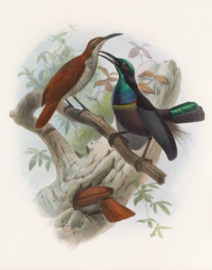 Ptiloris magnificus by Daniel Giraud Elliot Oil Painting