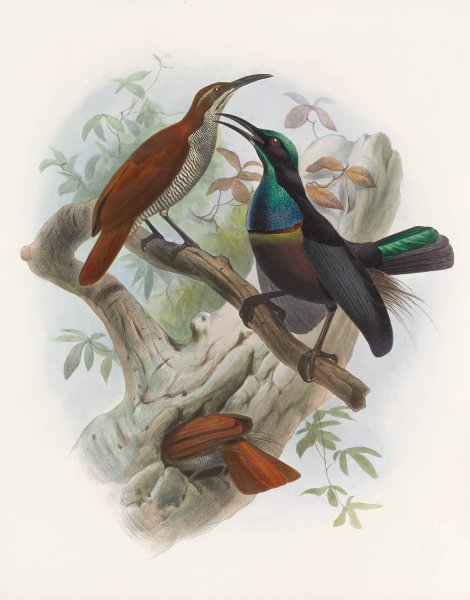 Ptiloris magnificus  by Daniel Giraud Elliot - Hand-Painted Oil Painting Reproduction
