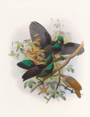Ptiloris Victorie by Daniel Giraud Elliot Oil Painting