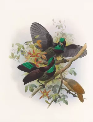 Ptiloris Victorie by Daniel Giraud Elliot Oil Painting