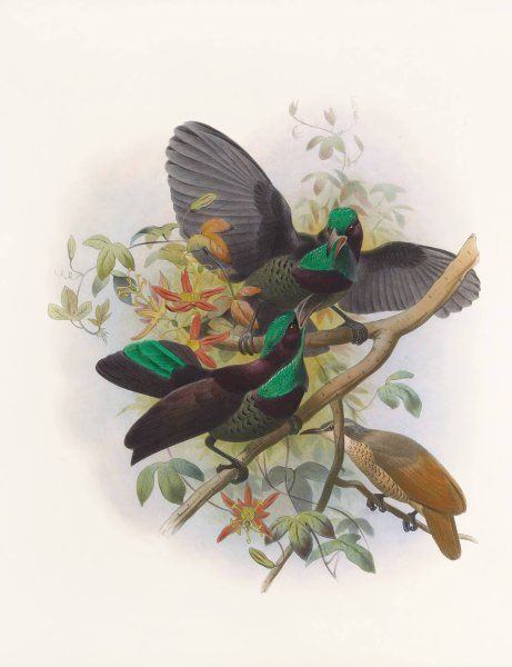 Ptiloris   Victorie  by Daniel Giraud Elliot - Hand-Painted Oil Painting Reproduction