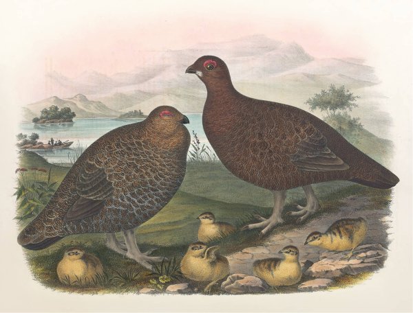 Red Grouse  by Daniel Giraud Elliot - Hand-Painted Oil Painting Reproduction