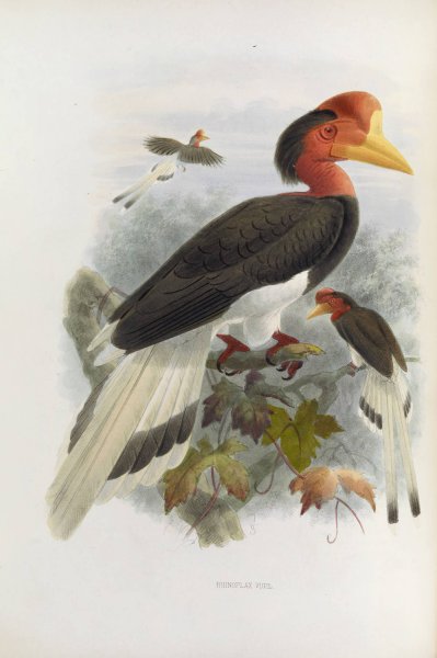 Rhinoplax vigil  by Daniel Giraud Elliot - Hand-Painted Oil Painting Reproduction