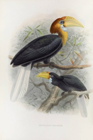 Rhytidoceros narcondami by Daniel Giraud Elliot Oil Painting