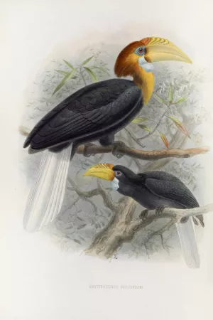 Rhytidoceros narcondami by Daniel Giraud Elliot Oil Painting