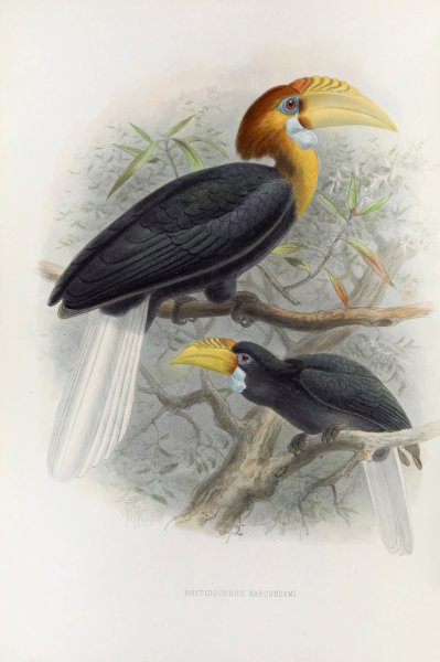 Rhytidoceros narcondami  by Daniel Giraud Elliot - Hand-Painted Oil Painting Reproduction