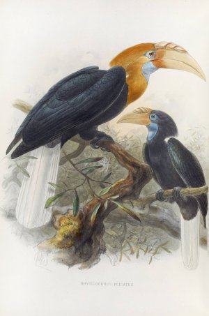 Rhytidoceros plicatus by Daniel Giraud Elliot Oil Painting