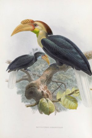Rhytidoceros subruficollis by Daniel Giraud Elliot Oil Painting
