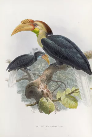 Rhytidoceros subruficollis by Daniel Giraud Elliot Oil Painting