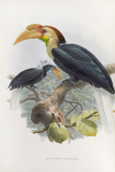 Rhytidoceros subruficollis  by Daniel Giraud Elliot - Hand-Painted Oil Painting Reproduction