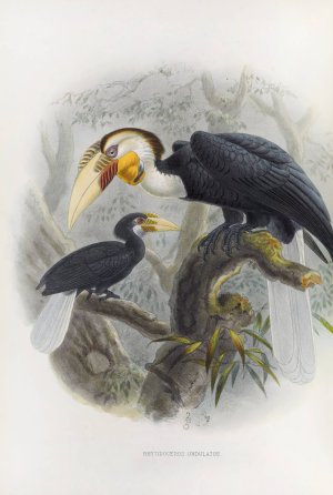 Rhytidoceros undulatus by Daniel Giraud Elliot Oil Painting