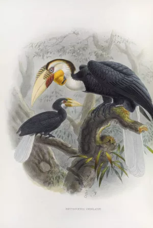 Rhytidoceros undulatus by Daniel Giraud Elliot Oil Painting