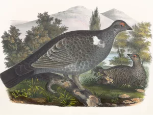 Richardson's Grouse Oil painting by Daniel Giraud Elliot