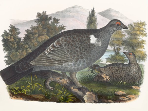 Richardson's Grouse  by Daniel Giraud Elliot - Hand-Painted Oil Painting Reproduction