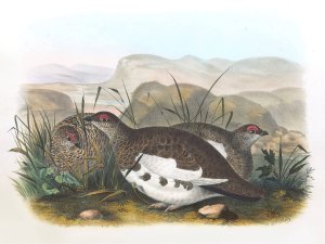 Rock Ptarmigan by Daniel Giraud Elliot Oil Painting